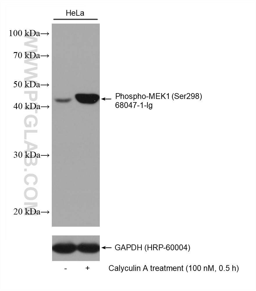 Western Blot (WB) analysis of various lysates using Phospho-MEK1 (Ser298) Monoclonal antibody (68047-1-Ig)