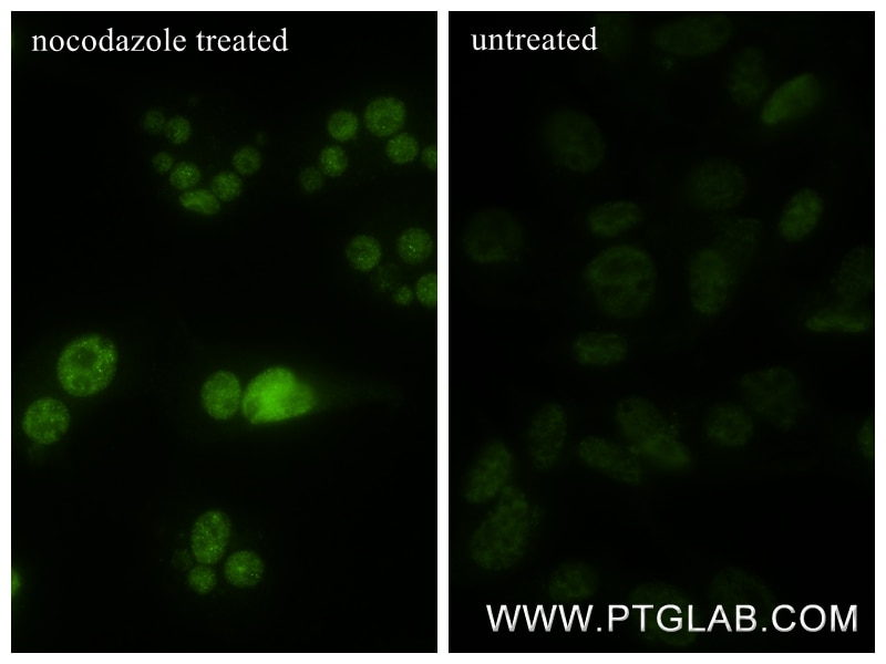 Immunofluorescence (IF) / fluorescent staining of NIH/3T3 cells using Phospho-MEK1 (Thr286) Recombinant monoclonal antib (80629-2-RR)