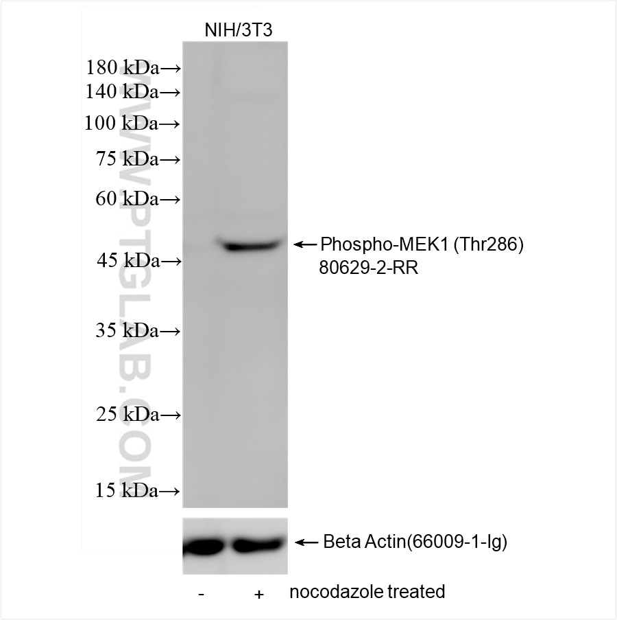 Non-treated NIH/3T3 cells and nocodazole treated NIH/3T3 cells were subjected to SDS PAGE followed by western blot with 80629-2-RR (Phospho-MEK1 (Thr286) antibody) at dilution of 1:10000 incubated at room temperature for 1.5 hours. The membrane was stripped and re-blotted with Beta Actin (66009-1-Ig) antibody as loading control. Western Blot (WB) analysis of NIH/3T3 cells using Phospho-MEK1 (Thr286) Recombinant antibody (80629-2-RR)