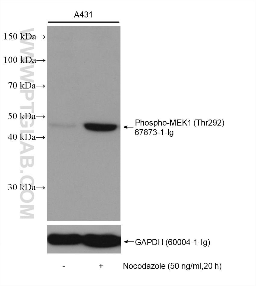 Western Blot (WB) analysis of various lysates using Phospho-MEK1 (Thr292) Monoclonal antibody (67873-1-Ig)