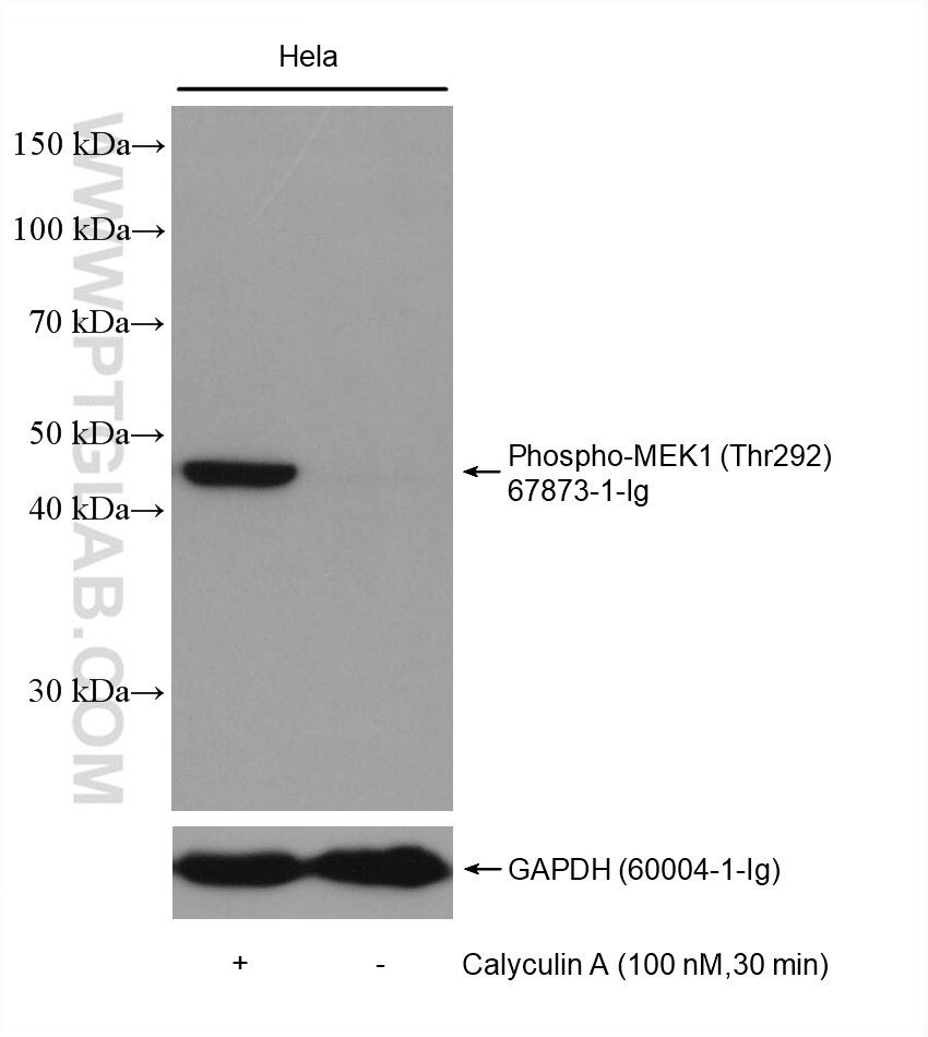 Western Blot (WB) analysis of various lysates using Phospho-MEK1 (Thr292) Monoclonal antibody (67873-1-Ig)