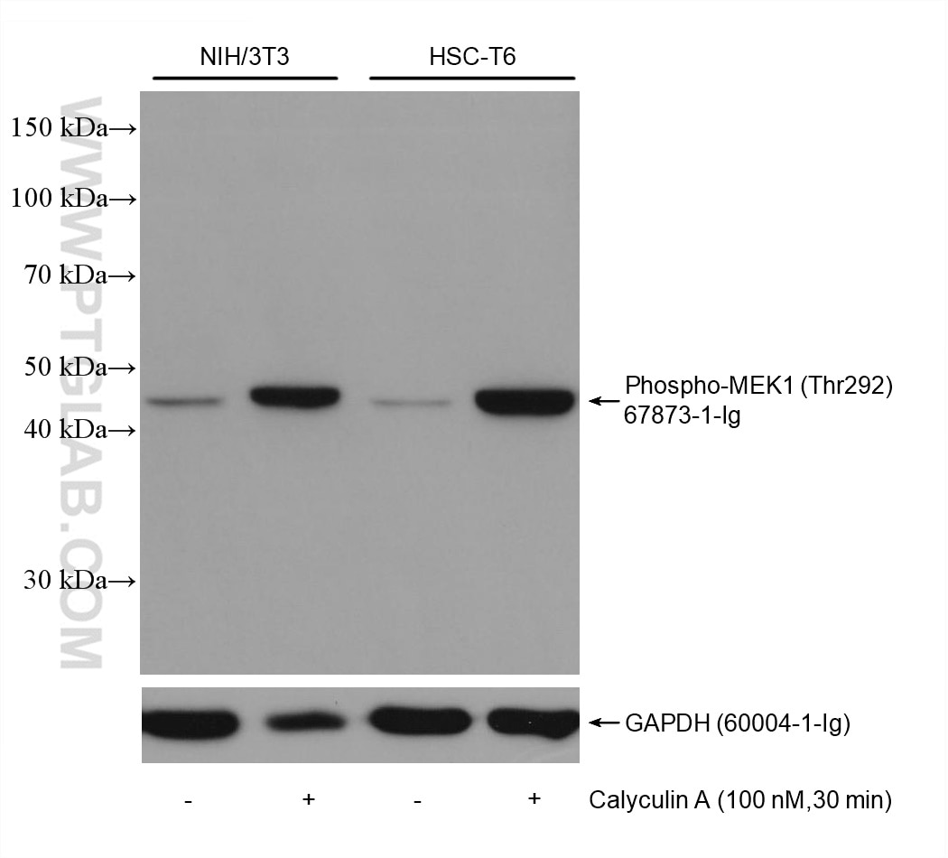 Western Blot (WB) analysis of various lysates using Phospho-MEK1 (Thr292) Monoclonal antibody (67873-1-Ig)