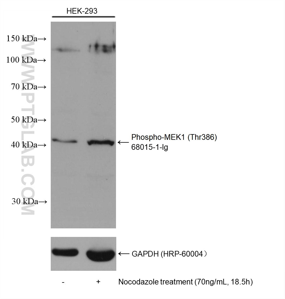 WB analysis using 68015-1-Ig