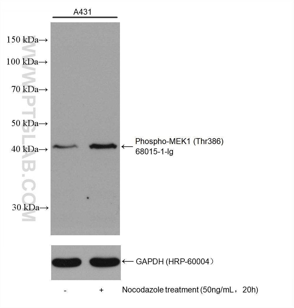 Western Blot (WB) analysis of various lysates using Phospho-MEK1 (Thr386) Monoclonal antibody (68015-1-Ig)