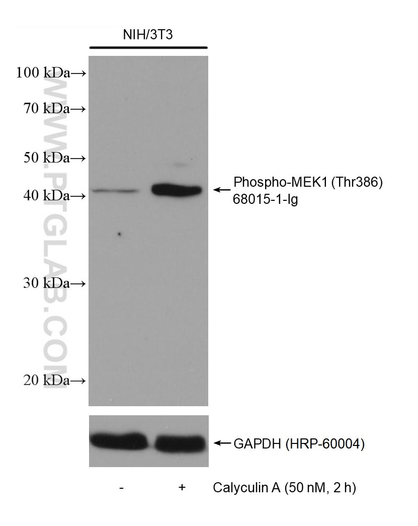 Western Blot (WB) analysis of various lysates using Phospho-MEK1 (Thr386) Monoclonal antibody (68015-1-Ig)