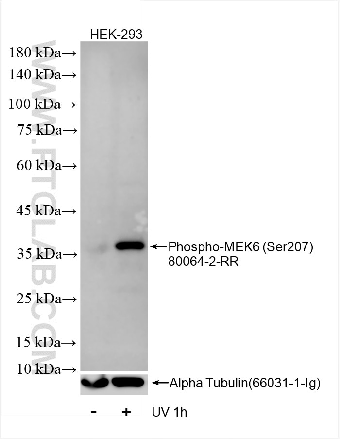 Western Blot (WB) analysis of HEK-293 cells using Phospho-MEK6 (Ser207) Recombinant antibody (80064-2-RR)