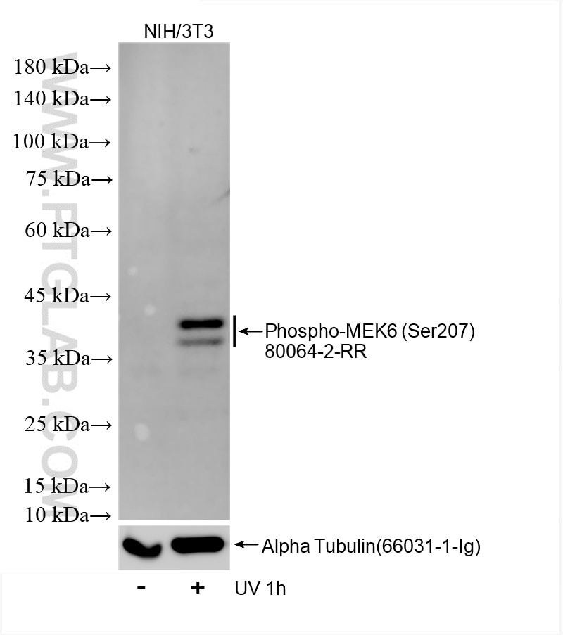 Phospho-MEK6 (Ser207)