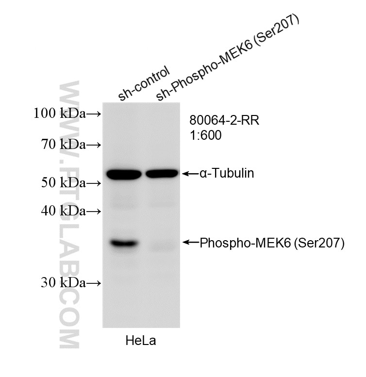 Western Blot (WB) analysis of HeLa cells using Phospho-MEK6 (Ser207) Recombinant monoclonal antib (80064-2-RR)