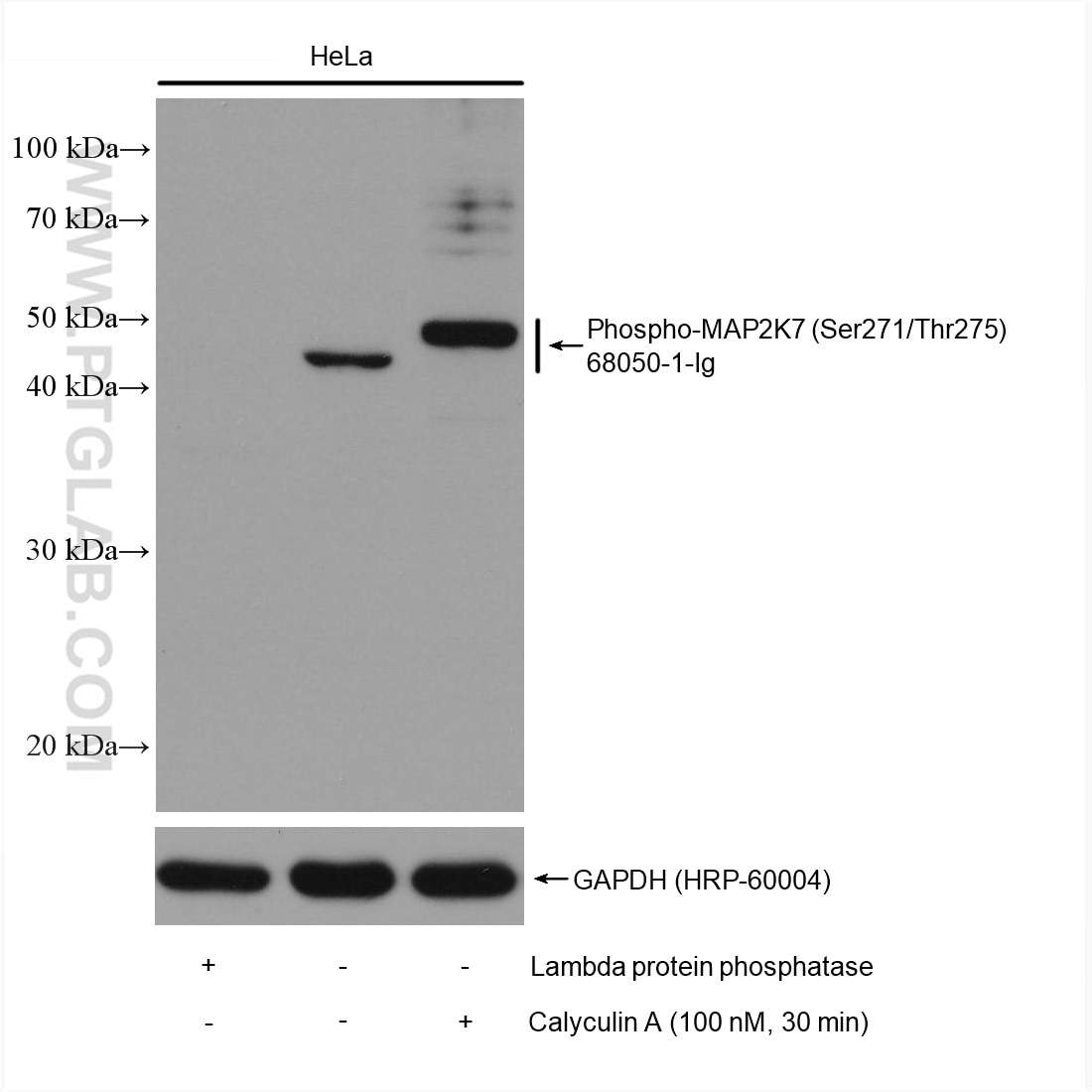 Western Blot (WB) analysis of various lysates using Phospho-MKK7 (Ser271/Thr275) Monoclonal antibody (68050-1-Ig)