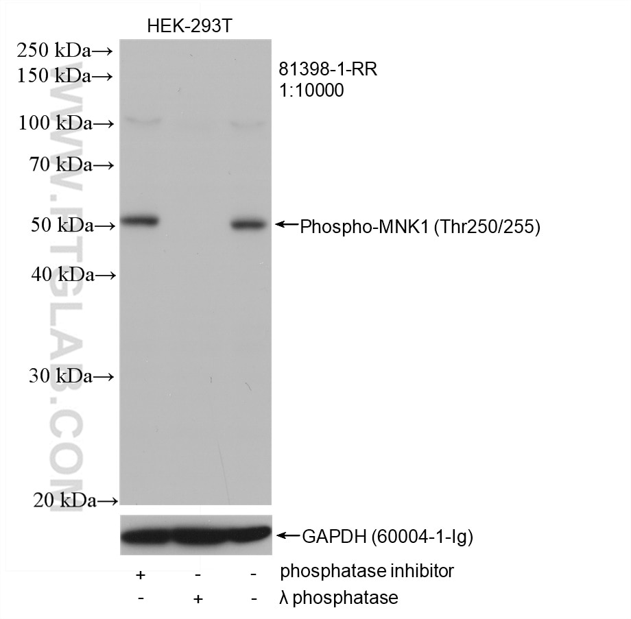 Western Blot (WB) analysis of HEK-293T cells using Phospho-MNK1 (Thr250/255) Recombinant antibody (81398-1-RR)