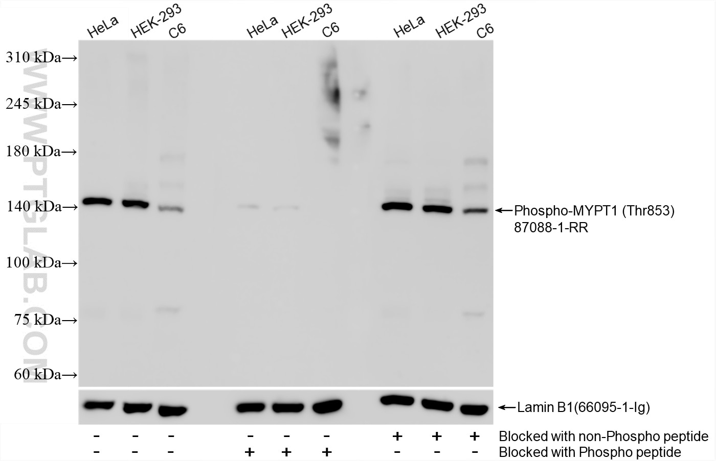 Western Blot (WB) analysis of various lysates using Phospho-MYPT1 (Thr853) Recombinant monoclonal anti (87088-1-RR)