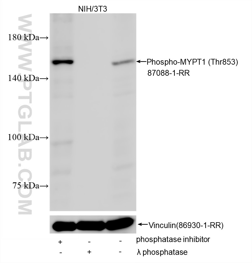 Western Blot (WB) analysis of various lysates using Phospho-MYPT1 (Thr853) Recombinant monoclonal anti (87088-1-RR)