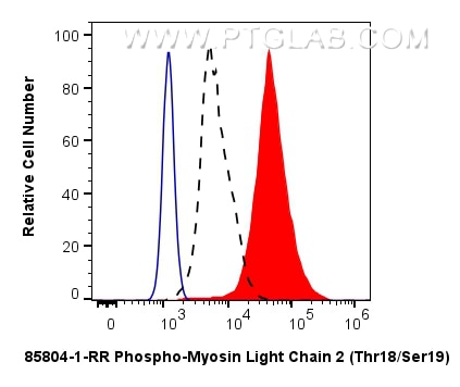 Flow cytometry (FC) experiment of NIH/3T3 cells using Phospho-Myosin Light Chain 2 (Thr18/Ser19) Recombi (85804-1-RR)