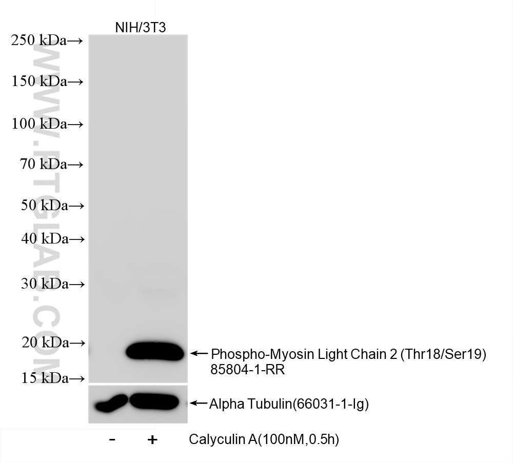 Western Blot (WB) analysis of NIH/3T3 cells using Phospho-Myosin Light Chain 2 (Thr18/Ser19) Recombi (85804-1-RR)