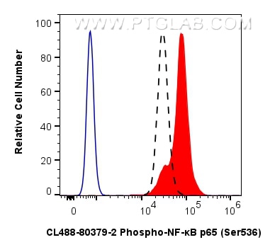 FC experiment of HeLa using CL488-80379-2 Flow cytometry (FC) experiment of HeLa cells using CoraLite® Plus 488-conjugated Phospho-NF-κB p65 (S (CL488-80379-2)