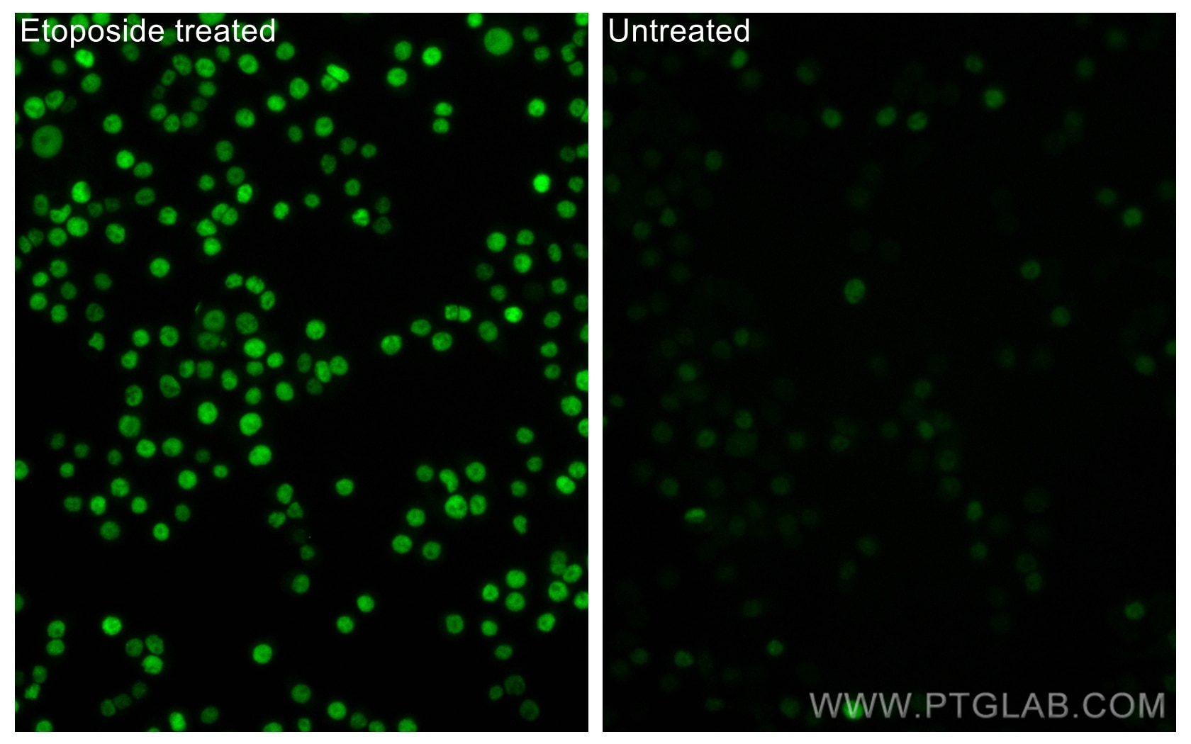 Immunofluorescence (IF) / fluorescent staining of HT-29 cells using Phospho-P53 (Ser15) Polyclonal antibody (28961-1-AP)