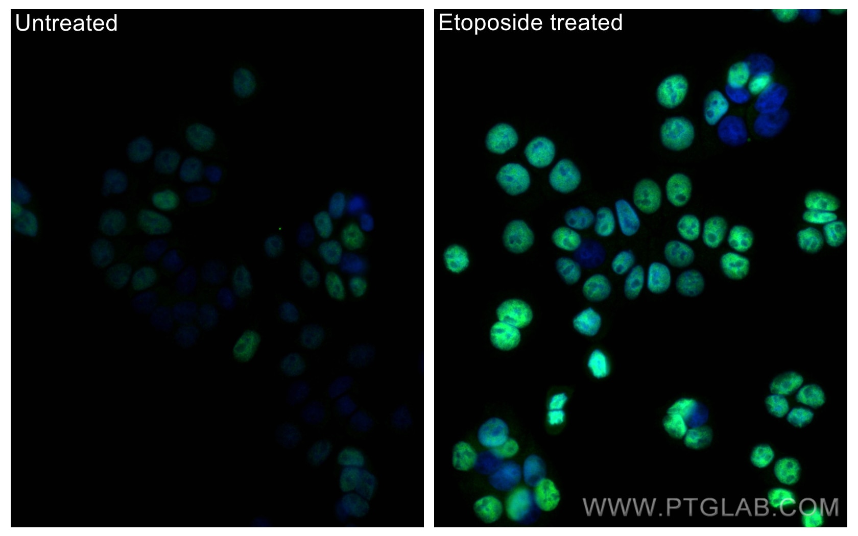 IF Staining of HT-29 using 28961-1-AP