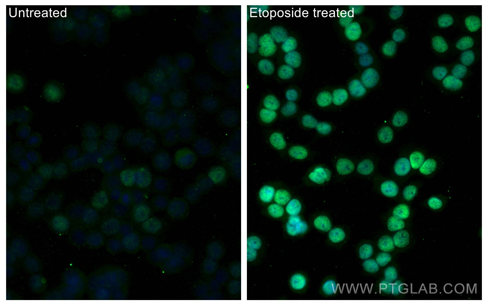 Immunofluorescence (IF) / fluorescent staining of HT-29 cells using Phospho-P53 (Ser15) Recombinant antibody (80195-1-RR)