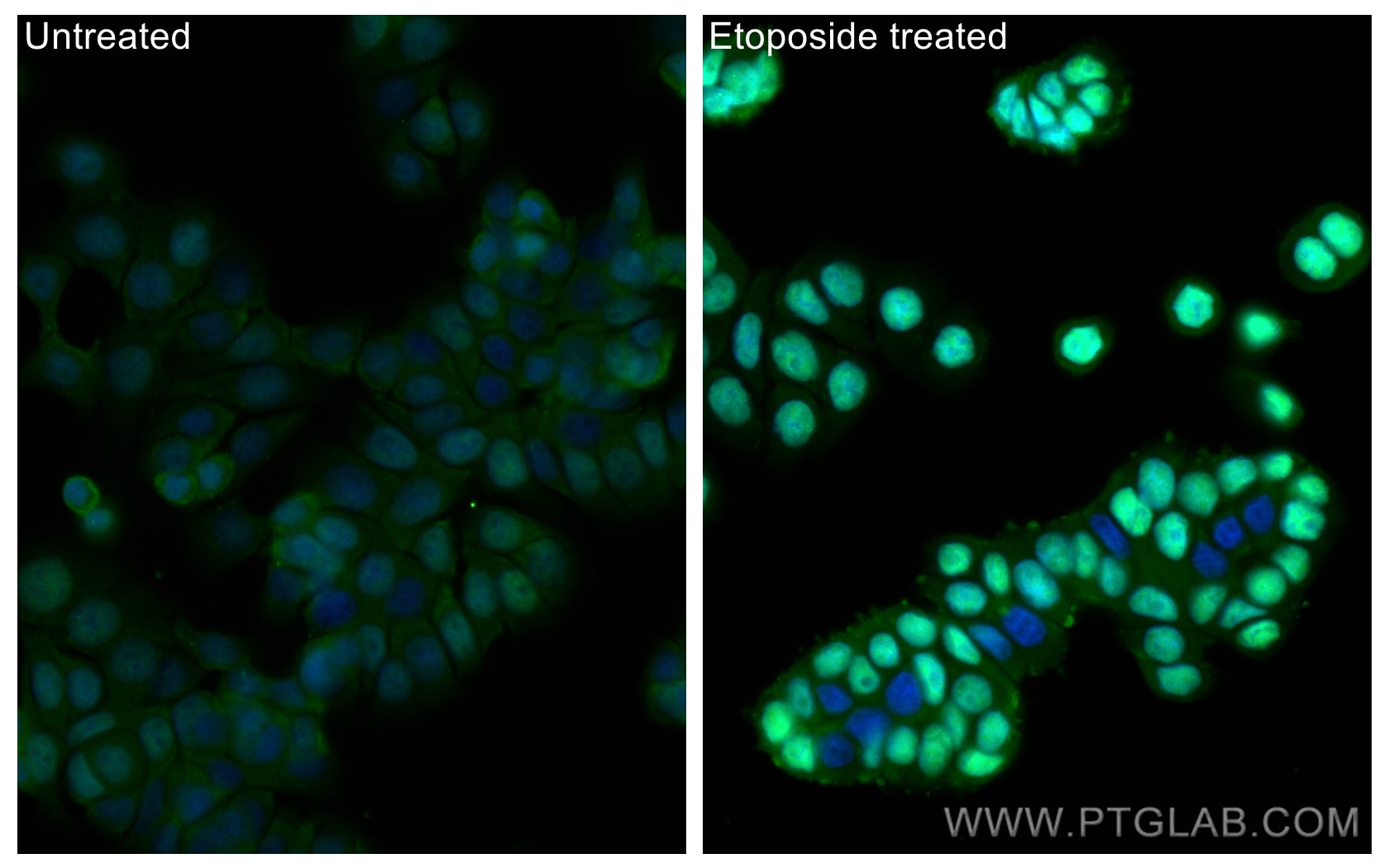 Immunofluorescence (IF) / fluorescent staining of HT-29 cells using CoraLite® Plus 488-conjugated Phospho-P53 (Ser15)  (CL488-80195)