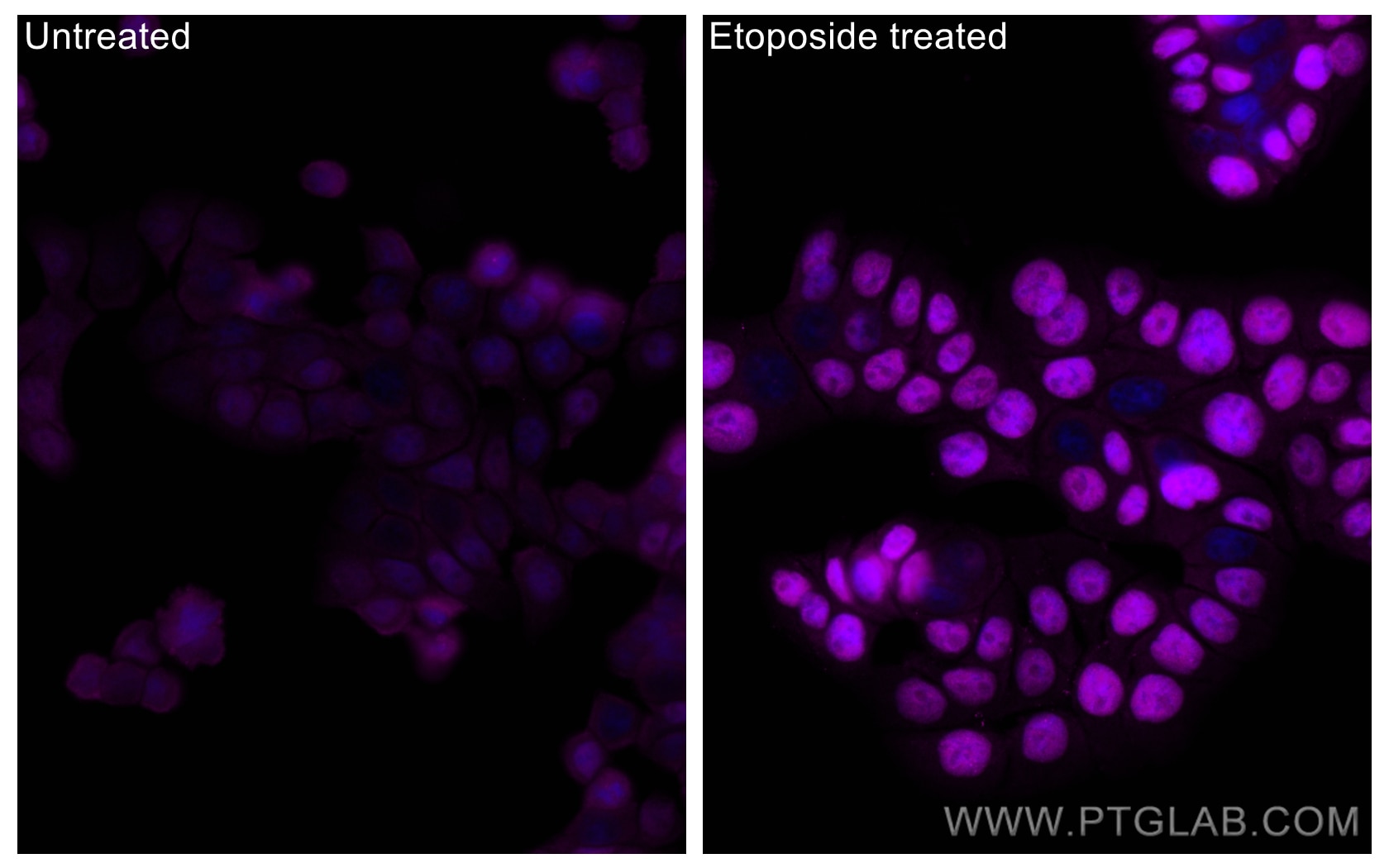 Immunofluorescence (IF) / fluorescent staining of HT-29 cells using CoraLite® Plus 647-conjugated Phospho-P53 (Ser15)  (CL647-80195)