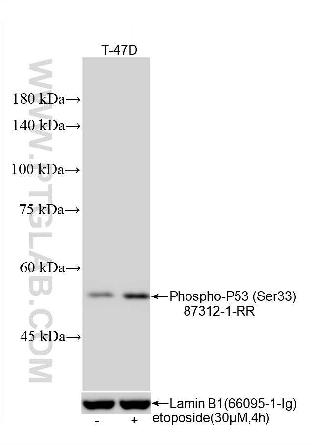 Western Blot (WB) analysis of T-47D cells using Phospho-P53 (Ser33) Recombinant monoclonal antibod (87312-1-RR)