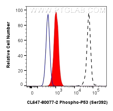 1X10^6 HeLa cells untreated (dashed lines) or treated with λ phosphatase which intracellularly stained with 0.13 ug Phospho-RPS6KA1 (Thr359/Ser363) Recombinant monoclonal antibody (81475-1-RR, Clone:3O10) and CoraLite®488-Conjugated Goat Anti-Rabbit IgG(H+L) (SA00013-2)(red), or 0.13 ug Rabbit IgG Isotype Control RecAb (98136-1-RR, Clone: 240953C9) (blue). Cells were fixed and permeabilized with Flow Cytometry Phosphorylated Protein Fixation/Permeabilization Kit (PF00026). 0.25 ug Coralite® Plus 647 Phospho-P53 (Ser392) Recombinant Antibody (CL647-80077-2, Clone:241575F6)(red), or 0.25 ug CoraLite® Plus 647 Rabbit IgG Isotype Control RecAb (CL647-98136, Clone: 240953C9) (blue). Cells were fixed and permeabilized with Flow Cytometry Phosphorylated Protein Fixation/Permeabilization Kit (PF00026). Flow cytometry (FC) experiment of HeLa cells using CoraLite® Plus 647-conjugated Phospho-P53 (Ser392) (CL647-80077-2)