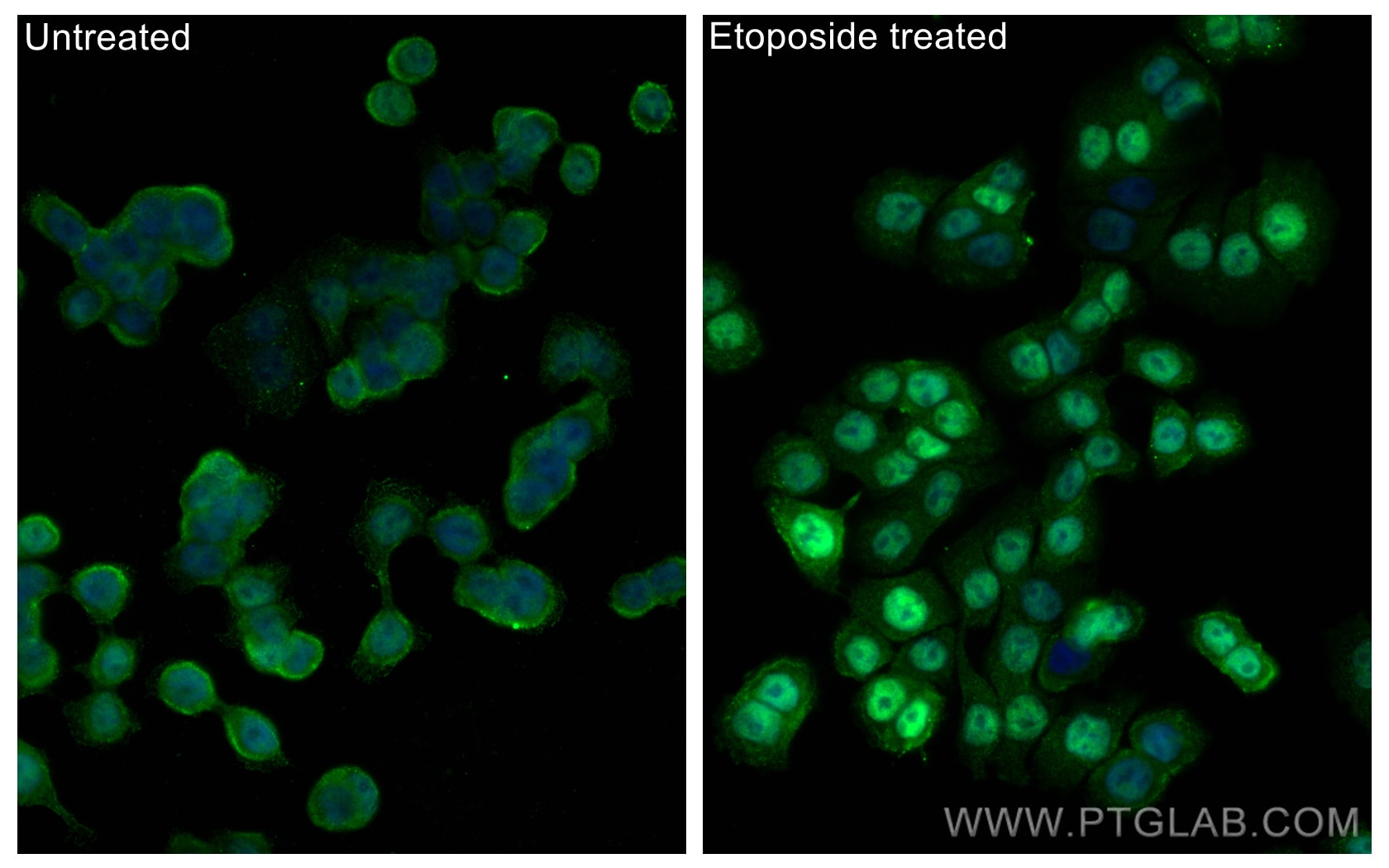 Immunofluorescence (IF) / fluorescent staining of HT-29 cells using Phospho-P53 (Ser46) Monoclonal antibody (67900-1-Ig)
