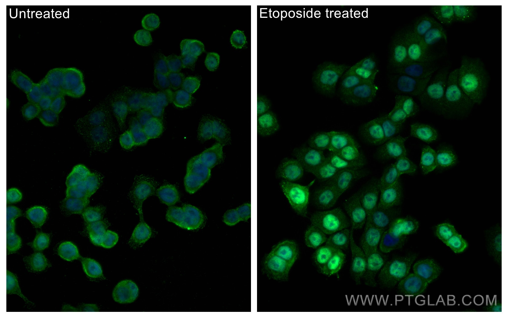 IF Staining of HT-29 using 67900-1-Ig