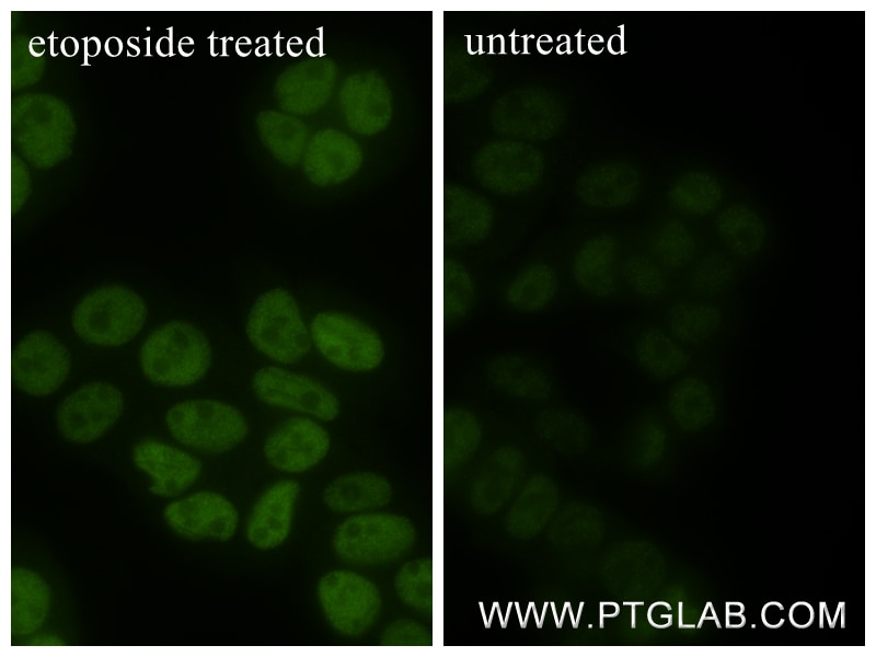 Immunofluorescence (IF) / fluorescent staining of HT-29 cells using Phospho-P53 (Ser46) Recombinant monoclonal antibod (80077-9-RR)