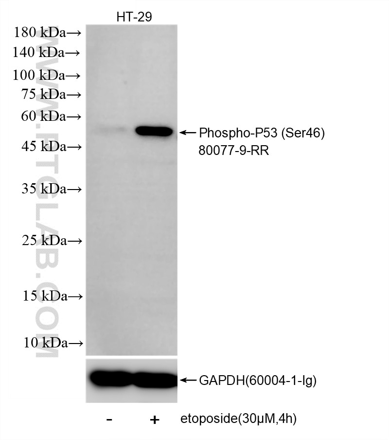 Western Blot (WB) analysis of various lysates using Phospho-P53 (Ser46) Recombinant monoclonal antibod (80077-9-RR)