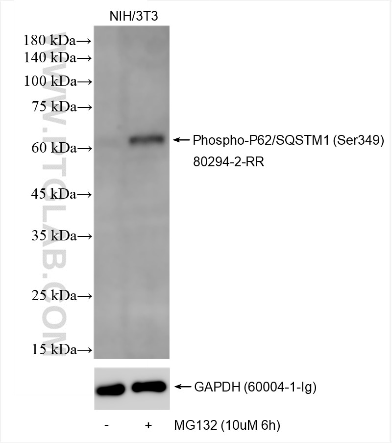 Western Blot (WB) analysis of NIH/3T3 cells using Phospho-P62/SQSTM1 (Ser349) Recombinant antibody (80294-2-RR)