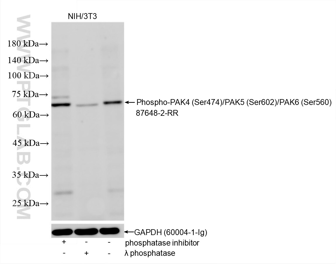 WB analysis using 87648-2-RR (same clone as 87648-2-PBS) Western Blot (WB) analysis of various lysates using Phospho-PAK4 (Ser474)/PAK5 (Ser602)/PAK6 (Ser560) (87648-2-RR)