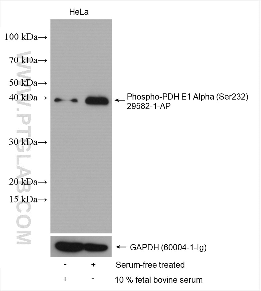 WB analysis using 29582-1-AP