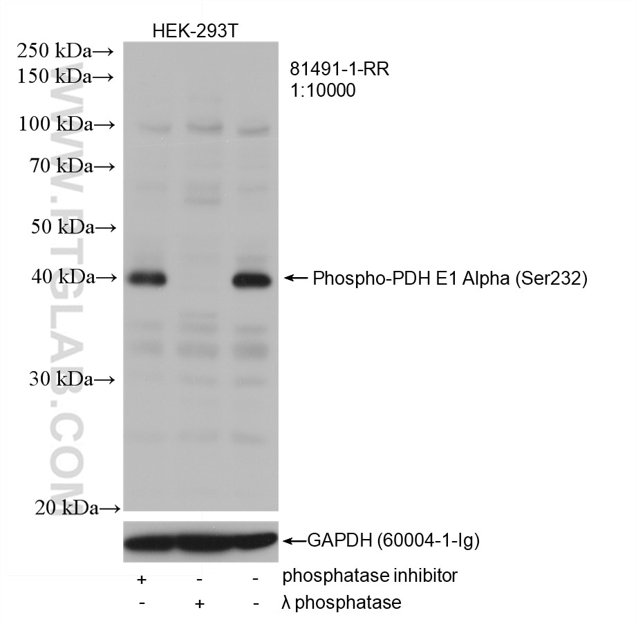 Western Blot (WB) analysis of HEK-293T cells using Phospho-PDH E1 Alpha (Ser232) Recombinant antibody (81491-1-RR)