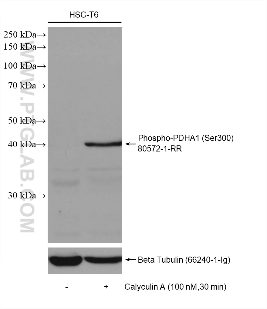 Western Blot (WB) analysis of HSC-T6 cells using Phospho-PDH E1 Alpha (Ser300) Recombinant antibody (80572-1-RR)