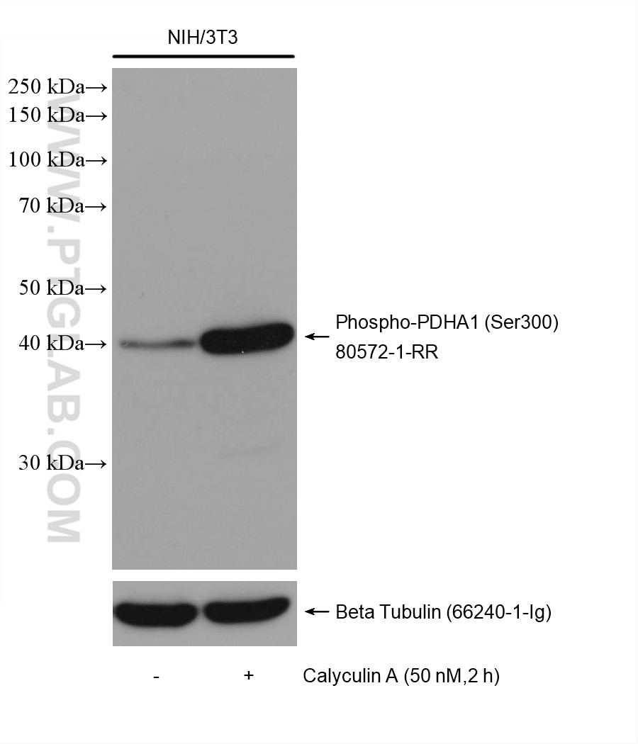 Western Blot (WB) analysis of NIH/3T3 cells using Phospho-PDH E1 Alpha (Ser300) Recombinant antibody (80572-1-RR)