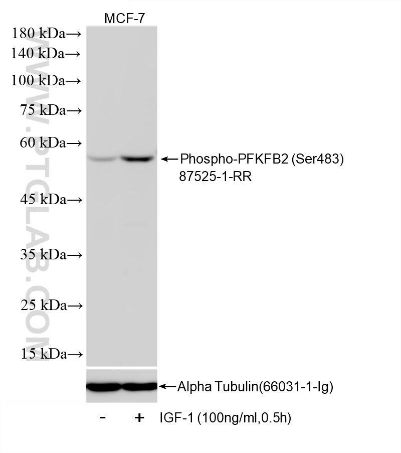 Non-treated MCF-7 cells and IGF-1 treated MCF-7 cells were subjected to SDS PAGE followed by western blot with 87525-1-RR (Phospho-PFKFB2 (Ser483) antibody) at dilution of 1:2000 incubated at room temperature for 1.5 hours. The membrane was stripped and re-blotted with Alpha Tubulin (66031-1-Ig) antibody as a loading control. This data was developed using the same antibody clone with 87525-1-PBS in a different storage buffer formulation. Western Blot (WB) analysis of MCF-7 cells using Phospho-PFKFB2 (Ser483) Recombinant monoclonal ant (87525-1-RR)