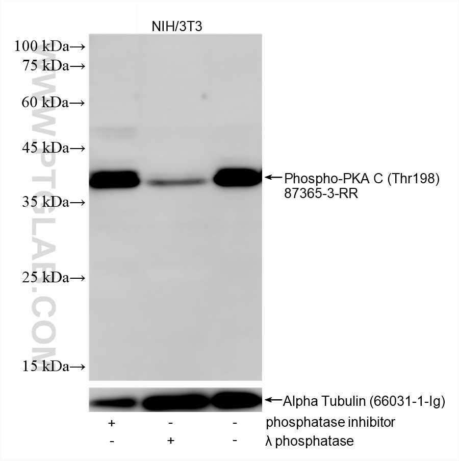 Western Blot (WB) analysis of NIH/3T3 cells using Phospho-PKA C (Thr198) Recombinant monoclonal anti (87365-3-RR)
