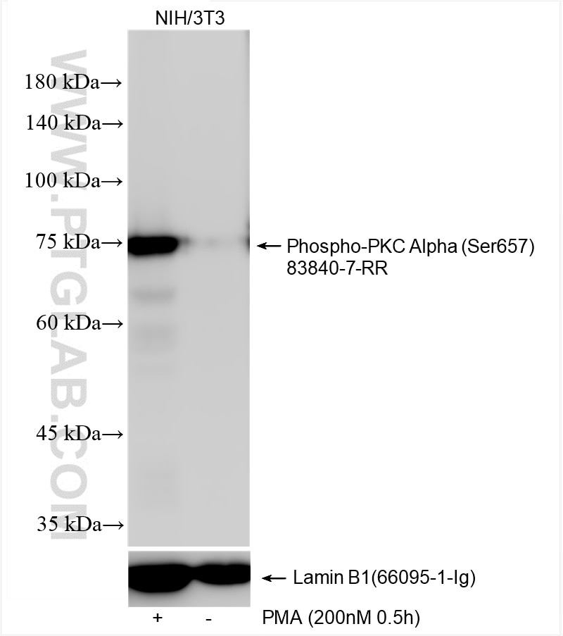 Phospho-PKC Alpha (Ser657)