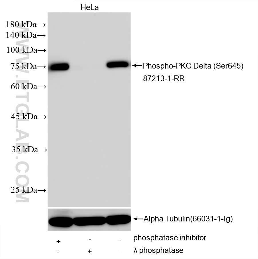 WB analysis using 87213-1-RR Western Blot (WB) analysis of various lysates using Phospho-PKC Delta (Ser645) Recombinant monoclonal (87213-1-RR)
