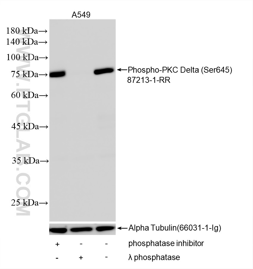 WB analysis using 87213-1-RR Western Blot (WB) analysis of various lysates using Phospho-PKC Delta (Ser645) Recombinant monoclonal (87213-1-RR)