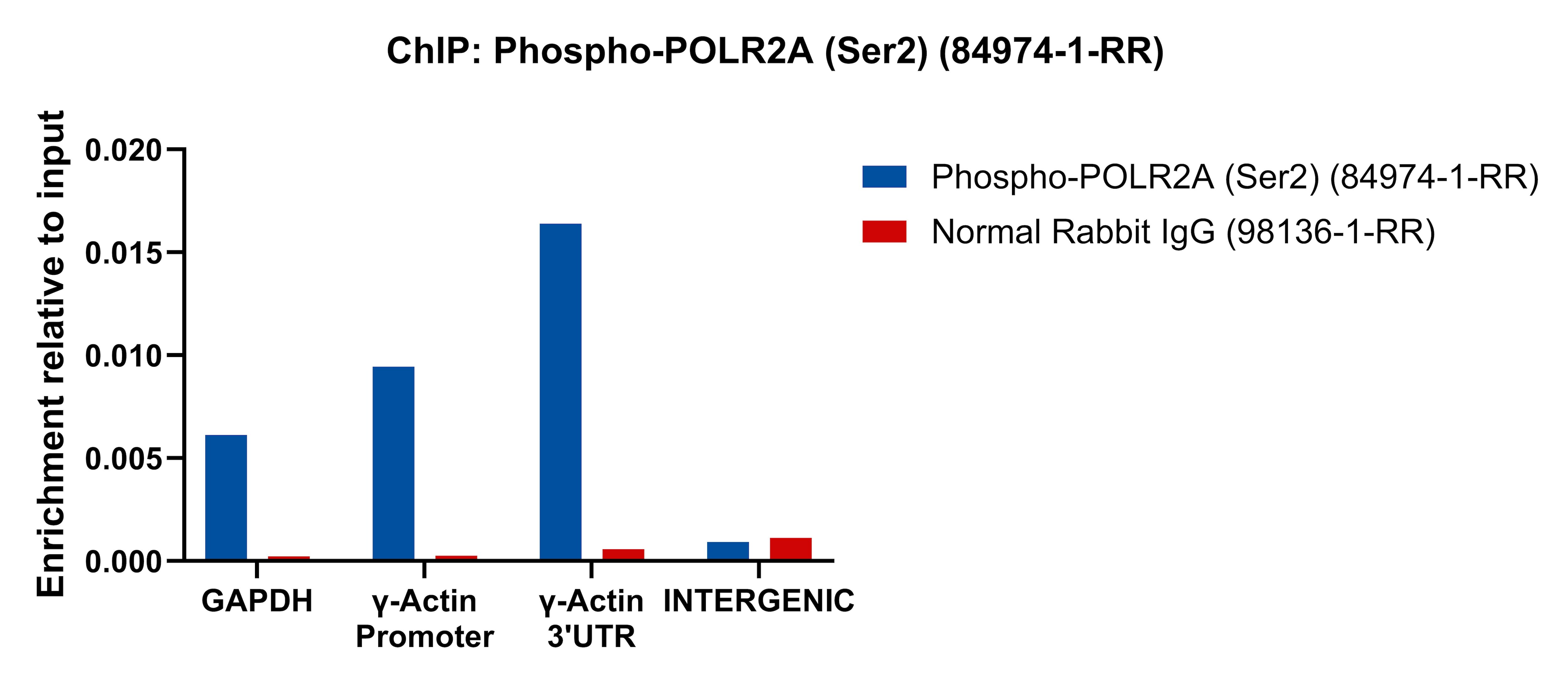 ChIP experiment of HeLa cells using Phospho-POLR2A (Ser2) Recombinant antibody (84974-1-RR)