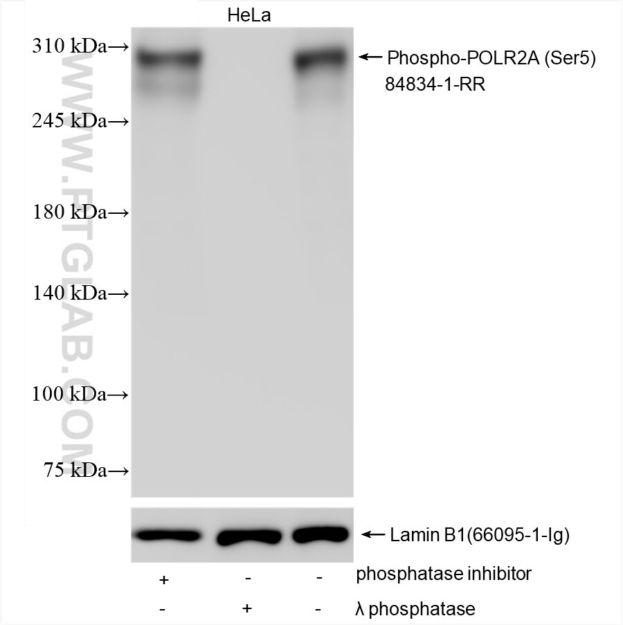 Western Blot (WB) analysis of various lysates using Phospho-POLR2A (Ser5) Recombinant antibody (84834-1-RR)