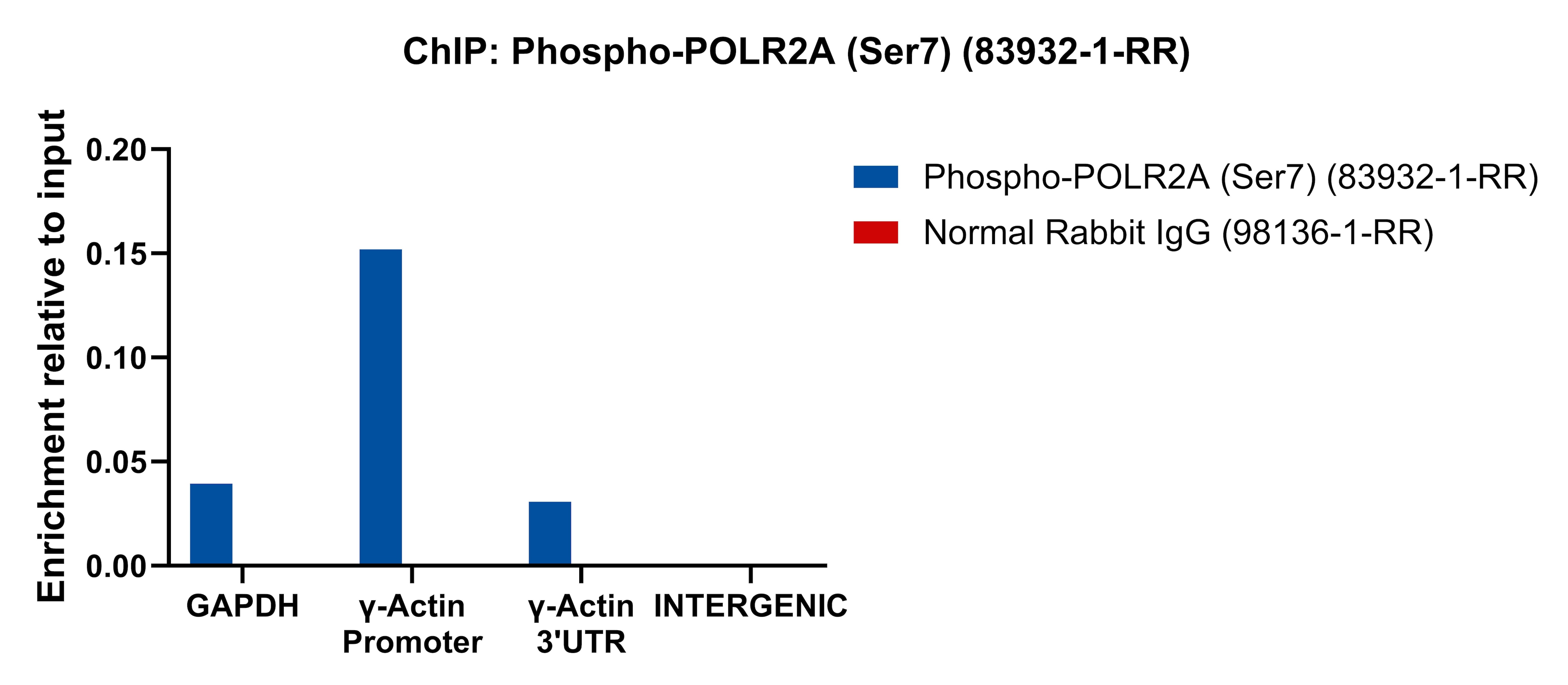 Chromatin was prepared from HeLa cells. Cells were fixed with formaldehyde for 10 minutes. The ChIP was performed with 20 µg of cross-linked chromatin, 5 µg of Phospho-POLR2A (Ser7) (83932-1-RR) or 5 ug of Normal Rabbit IgG (98136-1-RR), and 20 µl of Protein A Magarose Beads. The immunoprecipitated DNA was quantified by real-time PCR. ChIP experiment of HeLa cells using Phospho-POLR2A (Ser7) Recombinant antibody (83932-1-RR)