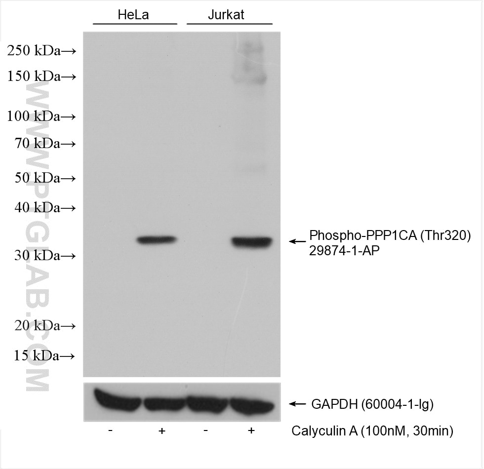 Western Blot (WB) analysis of various lysates using Phospho-PPP1CA (Thr320) Polyclonal antibody (29874-1-AP)