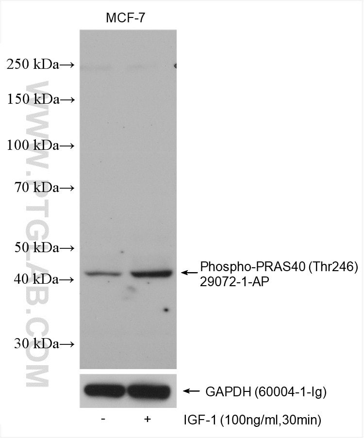 Western Blot (WB) analysis of various lysates using Phospho-PRAS40 (Thr246) Polyclonal antibody (29072-1-AP)