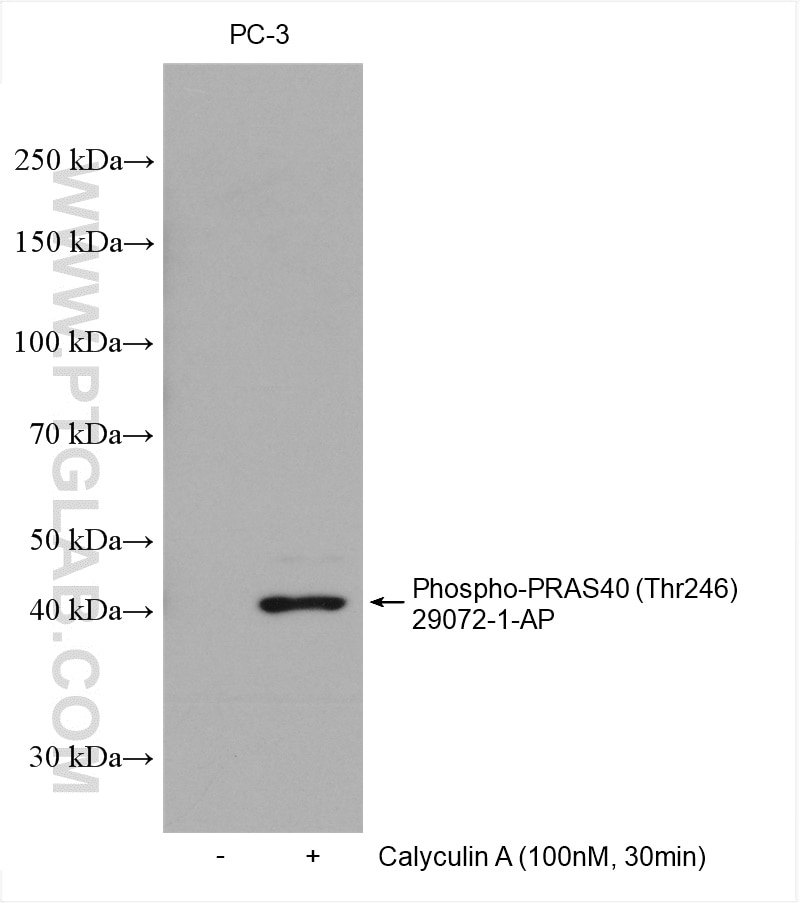 Western Blot (WB) analysis of various lysates using Phospho-PRAS40 (Thr246) Polyclonal antibody (29072-1-AP)