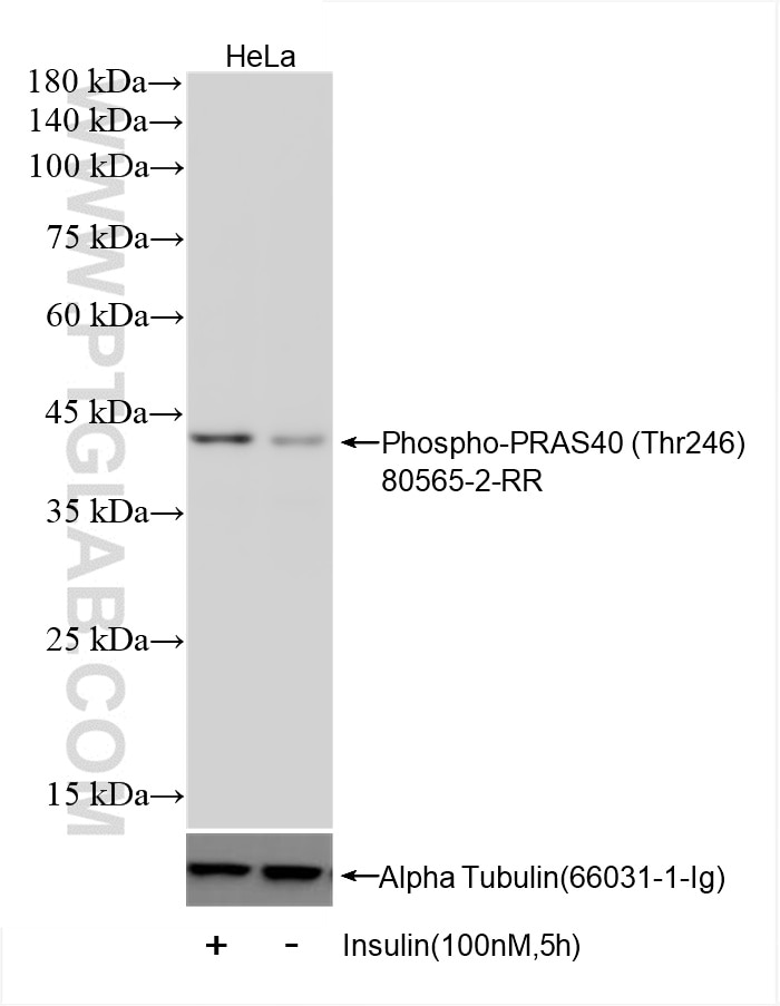 Phospho-PRAS40 (Thr246)