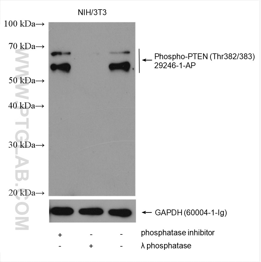 Western Blot (WB) analysis of various lysates using Phospho-PTEN (Thr382/383) Polyclonal antibody (29246-1-AP)