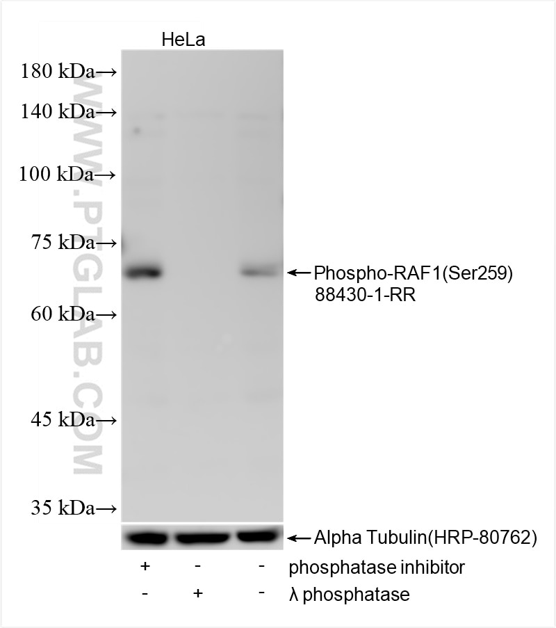 WB analysis of HeLa using 88430-1-RR Western Blot (WB) analysis of HeLa cells using Phospho-RAF1 (Ser259) Recombinant monoclonal antib (88430-1-RR)